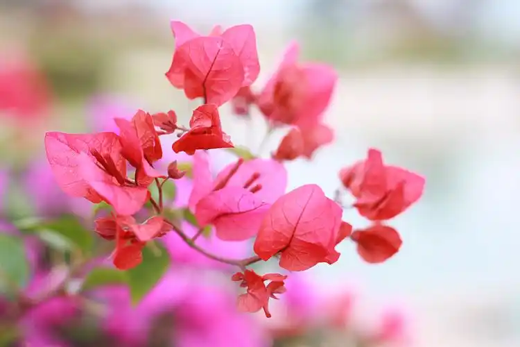 怒放的紫色三角梅图片叶子三角梅毛宝巾九重葛三角花叶子花叶子梅南美