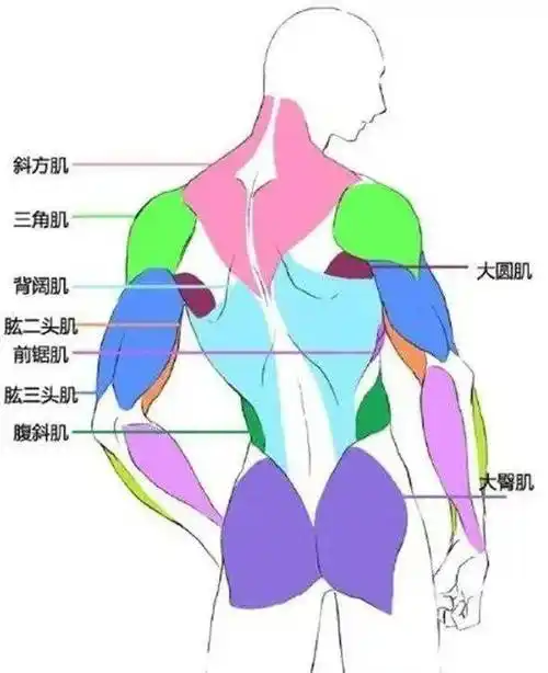 漫画人物绘画教程:背部_头像_部分_肌肉