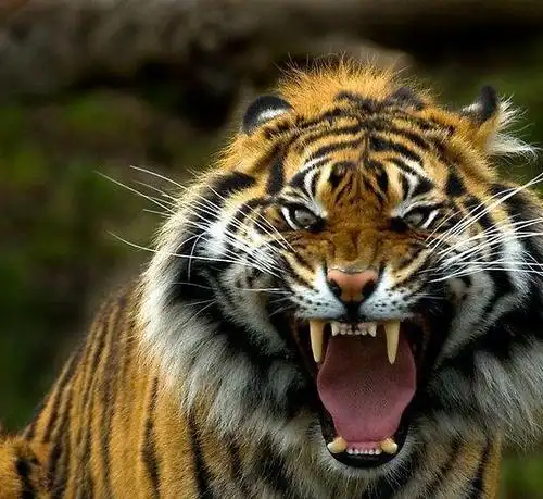 森林之王不为人知的技能,这就是它为百兽之王的原因|老虎|森林|技能