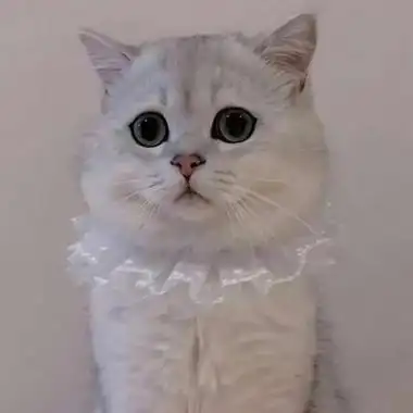 猫咪情侣头像可爱最火的抖音两猫情侣头像图片