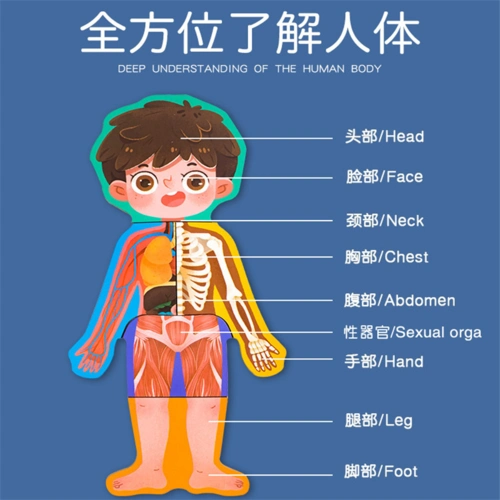 幼儿身体部位认知人体教具玩具结构器官拼图拼图