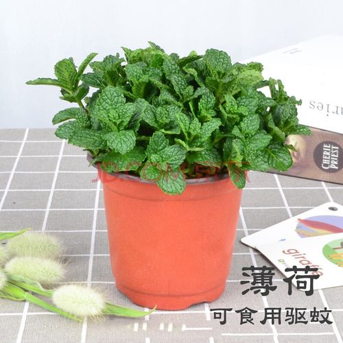 薄荷盆栽新鲜可食用薄荷叶办公室内盆栽植物 柠檬薄荷苗 碰碰香驱蚊