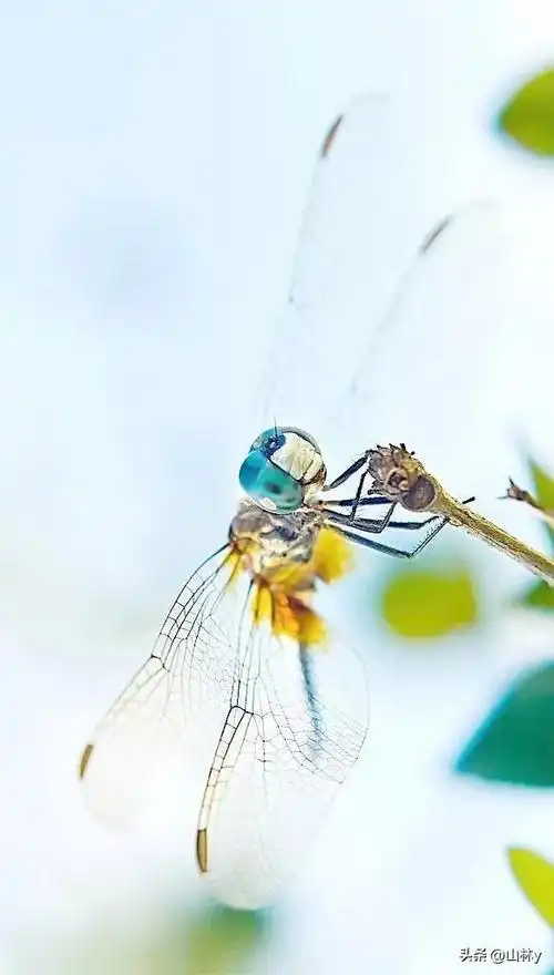 世界上最漂亮的蜻蜓,色彩斑斓,美极了!