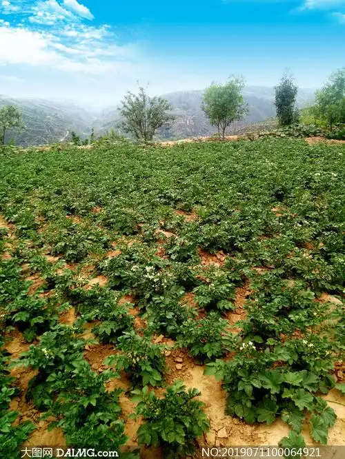 蓝天下的山间土豆种植园摄影图片