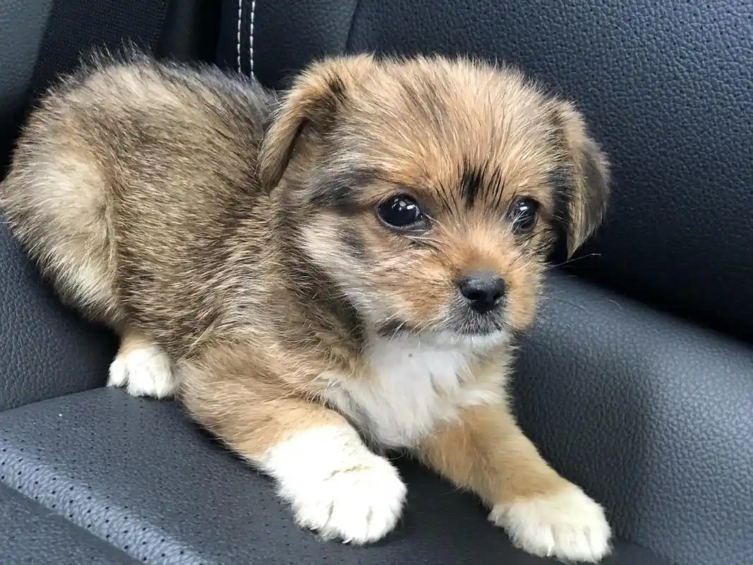 上班路上拾到一只小奶狗,求收养