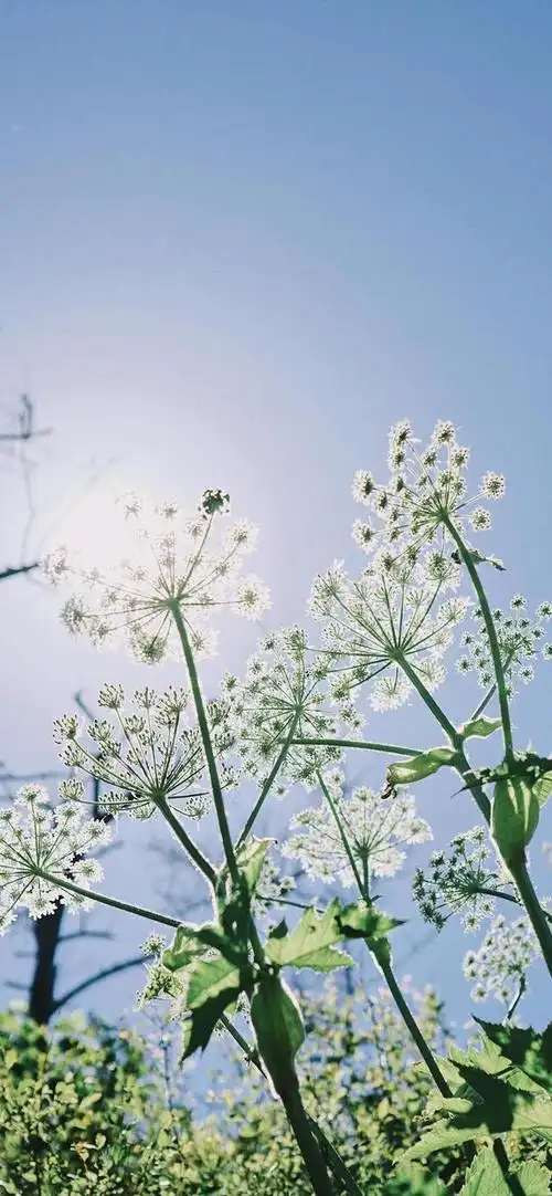 夏季清新,夏季清新头像(夏日清新蓝色系壁纸图片)