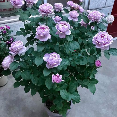 蓝色风暴棒棒糖树状月季花盆栽大花四季阳台庭院浓香室内花卉植物