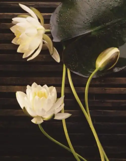 佛前的一朵莲花