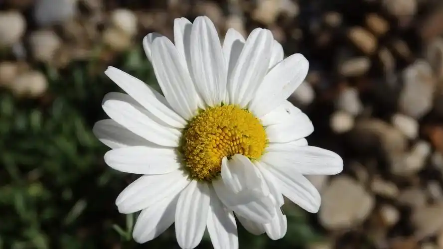 小雏菊ins高清电脑壁纸