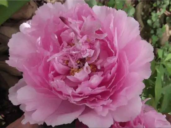 鲁菏红惊艳绽放,和520的太平红牡丹争辉谁更漂亮