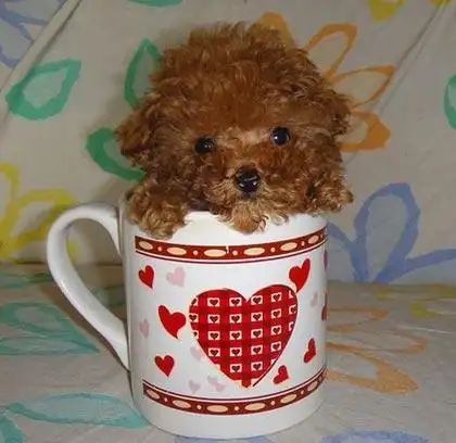 茶杯泰迪犬图片