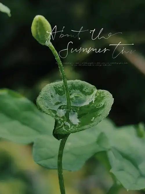 墨绿色 - sodoli - 图虫