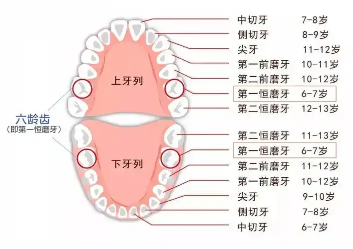 六龄齿是哪颗牙图片(爹妈须知) - 赤虎壹号