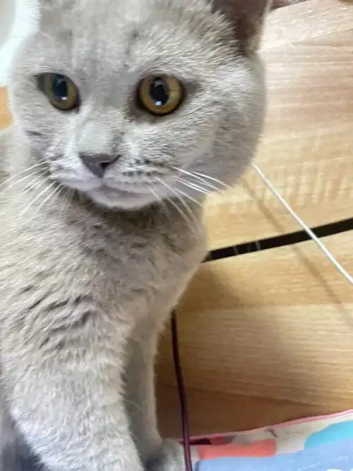 丁香色蓝猫弟弟