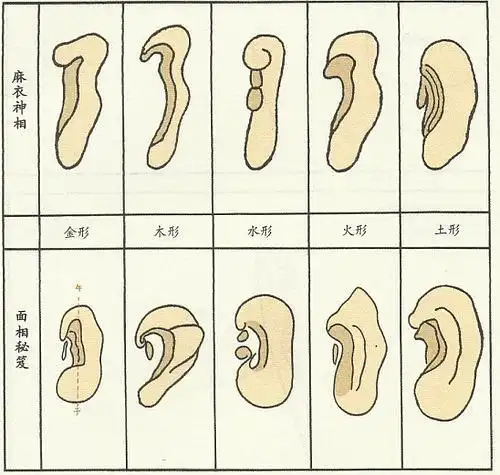 肾与膀胱相络属,其华在发,其充在骨,开窍于耳和二阴.