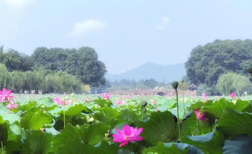 杭州西湖荷花开了(2019.7.21)