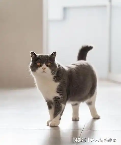 养了8年英短猫科普一些英短常识码住