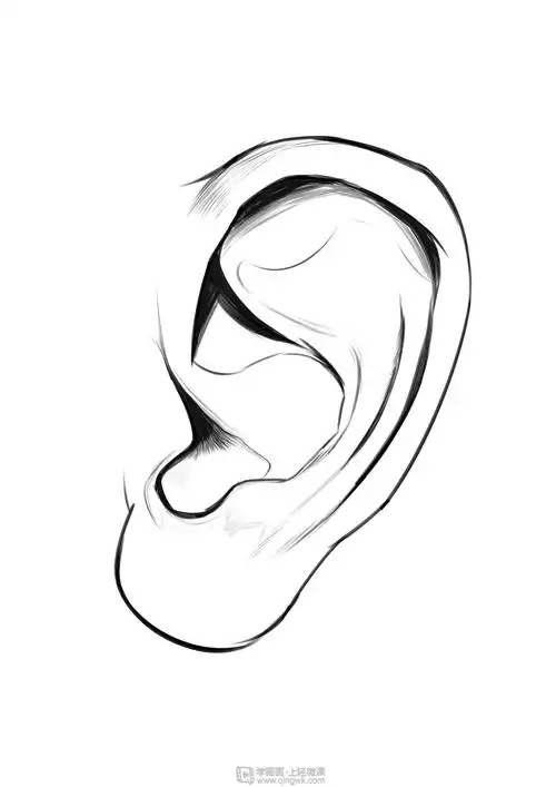临摹耳朵—头部五官结构耳朵的训练