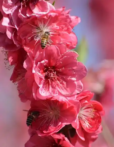 桃花涧里长着各式品种的桃花,有艳红色的…….