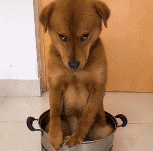 300_296gif 动态图 动图