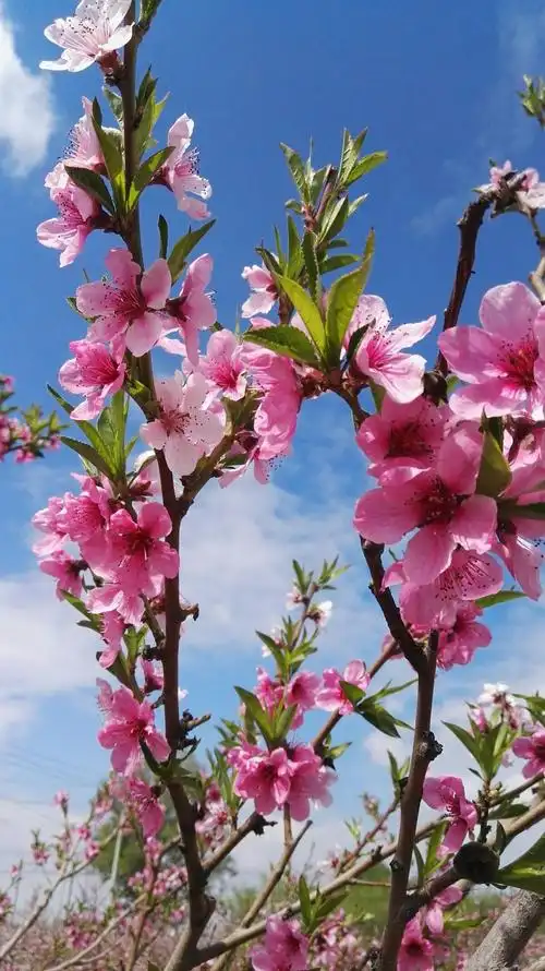 四月的桃花盛开满园.