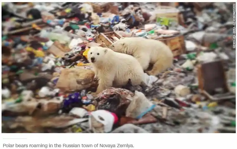 北极熊大举入侵俄罗斯群岛吓得当地居民不敢出门