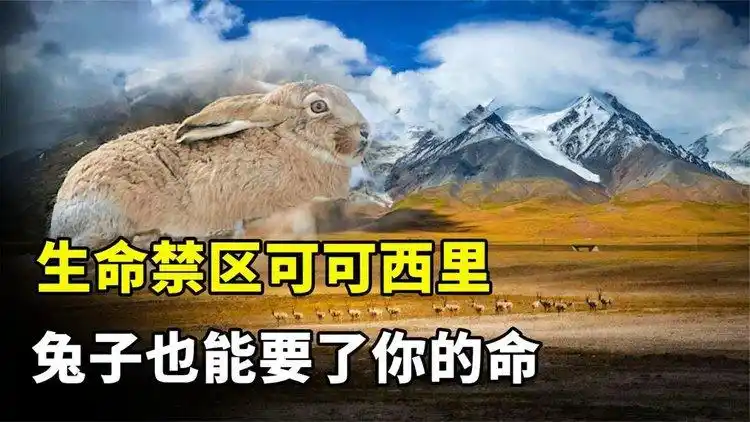 "生命禁区"可可西里到底有多恐怖?你可能连兔子都斗不过!