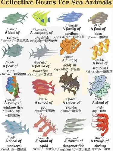 海洋生物集合名词seaanimals