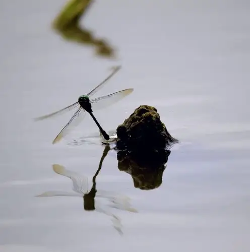 蜻蜓点水(组图)