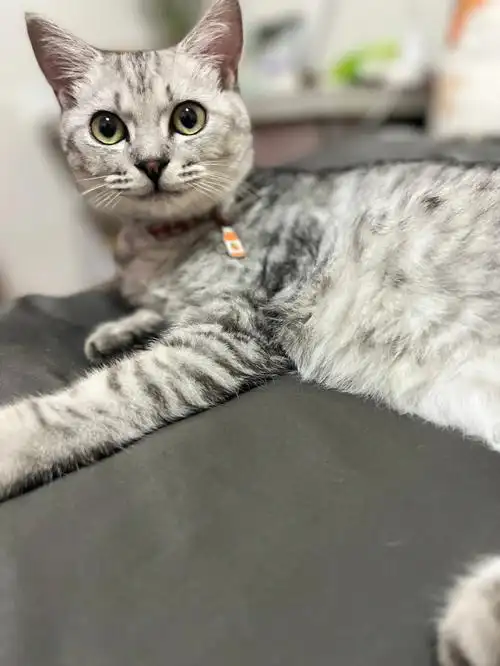 美短英短这款到底是什么猫呢