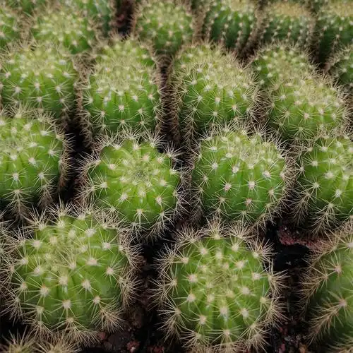 多肉植物批发约4-6cm 自根金盛丸 裸根 园艺仙人球花卉盆栽绿植