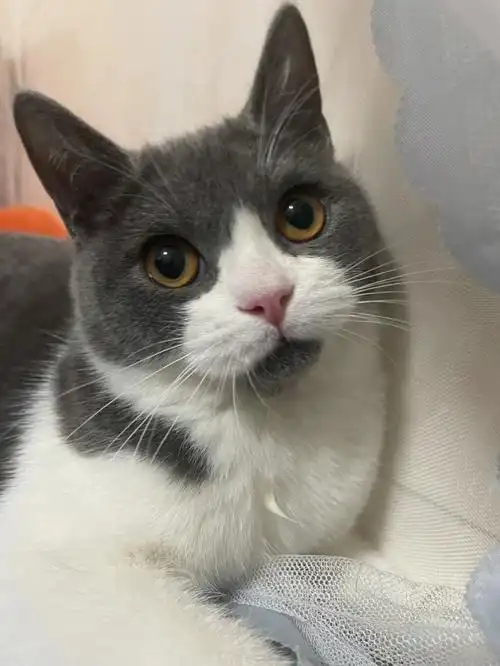 你们的猫咪都是啥时候发腮呢