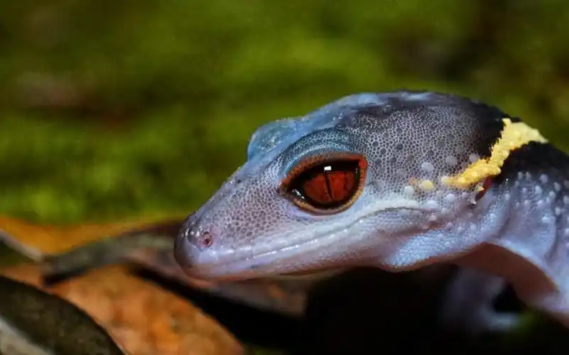 琼中野拍|中华睑虎?