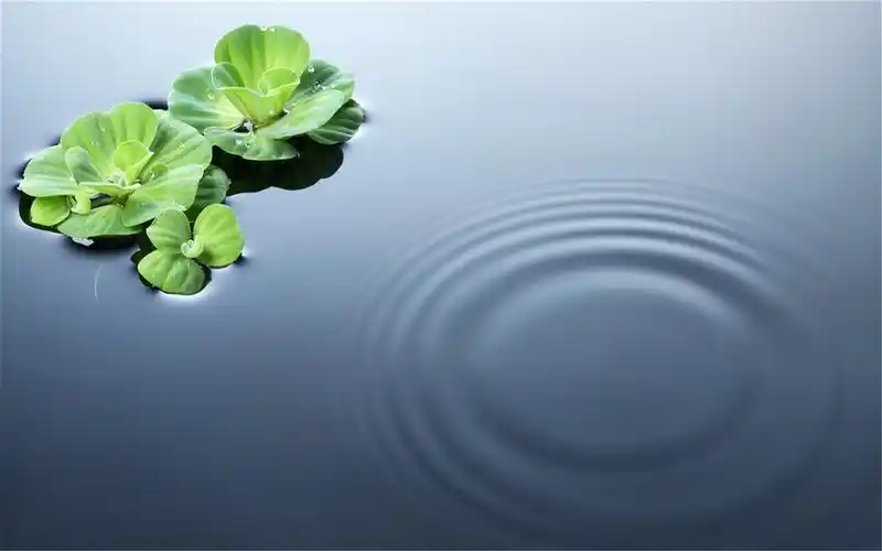 荷塘荷叶唯美绿色护眼背景桌面壁纸