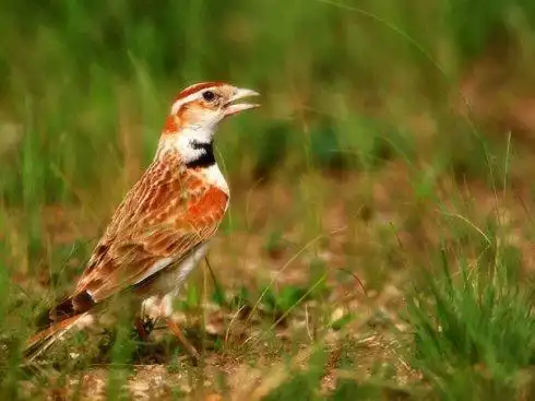 百灵鸟的特点,百灵鸟的特点和本领是什么(大家知道百灵