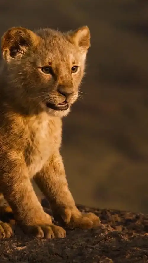 可爱#这样的狮子你爱了吗,小狮子好呆萌可爱!