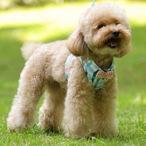 网红可爱蝴蝶结背心式狗狗牵引绳小型犬泰迪比熊幼犬胸背带遛狗绳