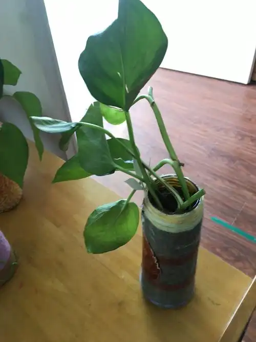 趣味dly—瓶子的变废为宝! - 美篇