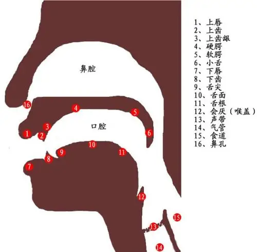 >> 文章内容 >> 唱歌时如何让声带闭合好 唱歌时应该如何发声?