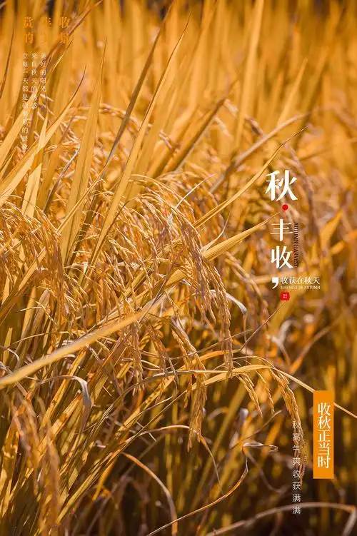 组图巴东秋收的景象美成了油画