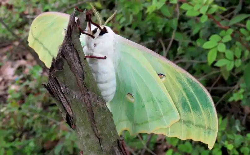 【原创】长尾水青蛾