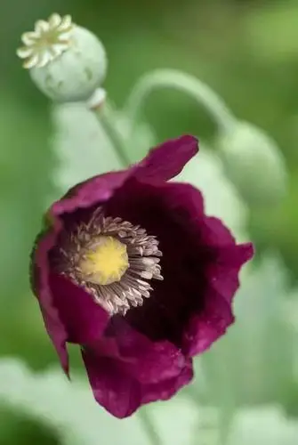 死亡之恋—罂粟花