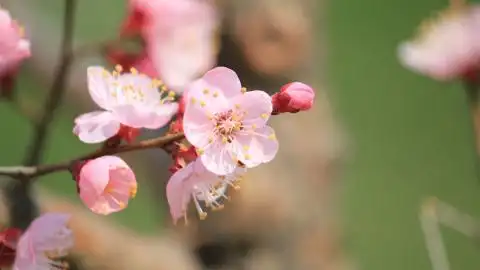淡雅杏花图片壁纸(2/20)