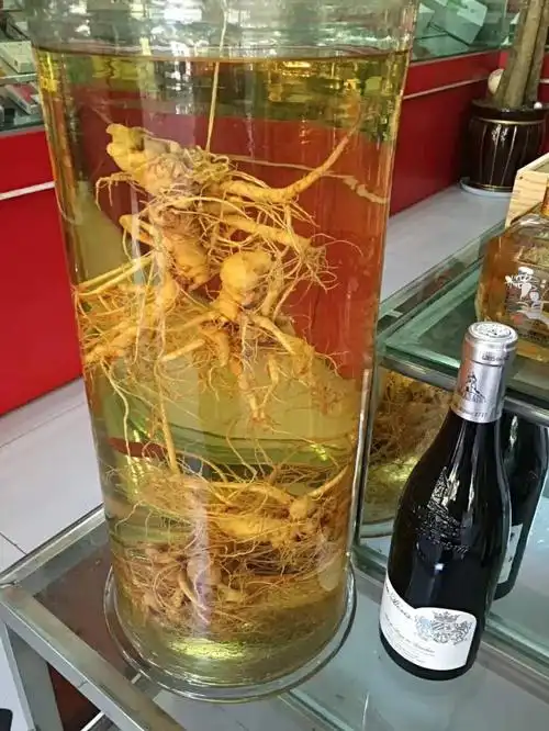 三七泡酒的功效与作用6_血三七泡酒有什么功效_三七根的作用与功效与