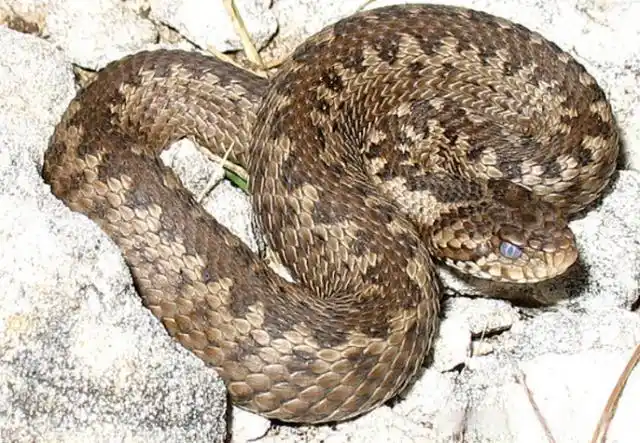 草原上孤独的捕食者,神秘的新疆蛇类:草原蝰