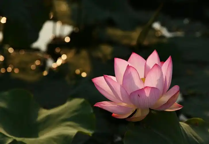 禅意莲花——拍自东屯大王庄莲池