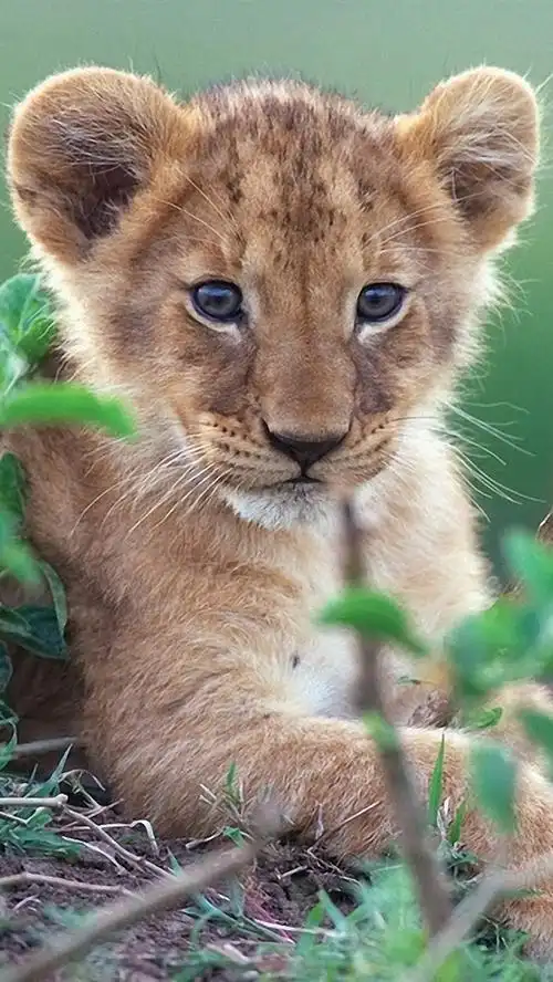 可爱的小狮子在绿色灌木丛中 iphone 壁纸