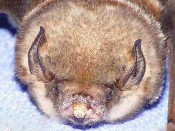 猪脸大蝙蝠图片蝙蝠中罕见的最凶恶品种猪脸大蝙蝠