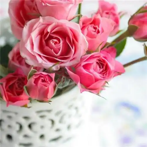 美丽鲜花头像图片大全 高清好看的唯美意境花朵微信头像_植物头像