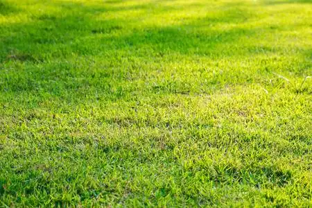绿色的草坪纹理背景图片